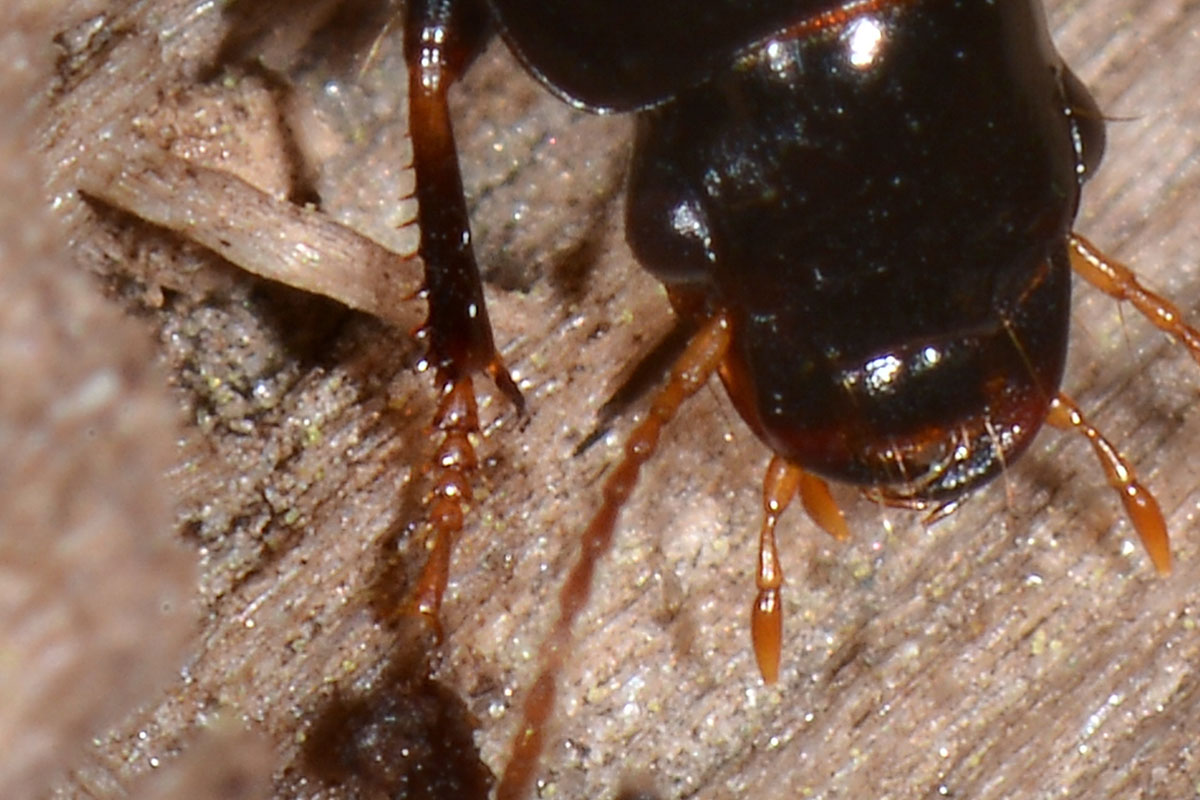 Carabidae: Harpalus sp.? H. modestus !!!